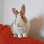 Roby, Chatphir - pension pour caht et lapin à Nîmes entre Montpellier et Avignon