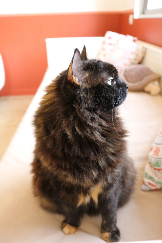 Chambre Solana : chat profitant de la lumière côté jardin — pension chat et lapin à Nîmes